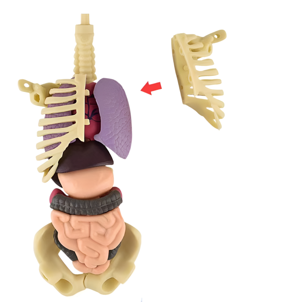 SmartTorso – anatomiczny model ciała człowieka