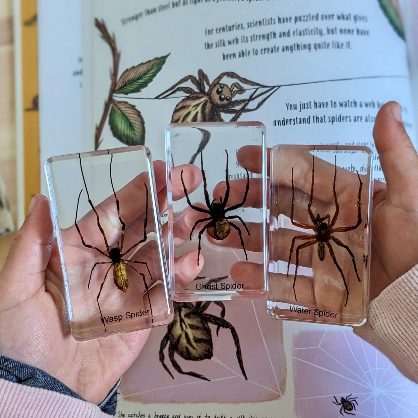HiveCycle – Zestaw okazów cyklu życia pszczoły miodnej dla dzieci w wieku 4+ lat – uczy biologii, sekwencji i insektologii w zabawny sposób