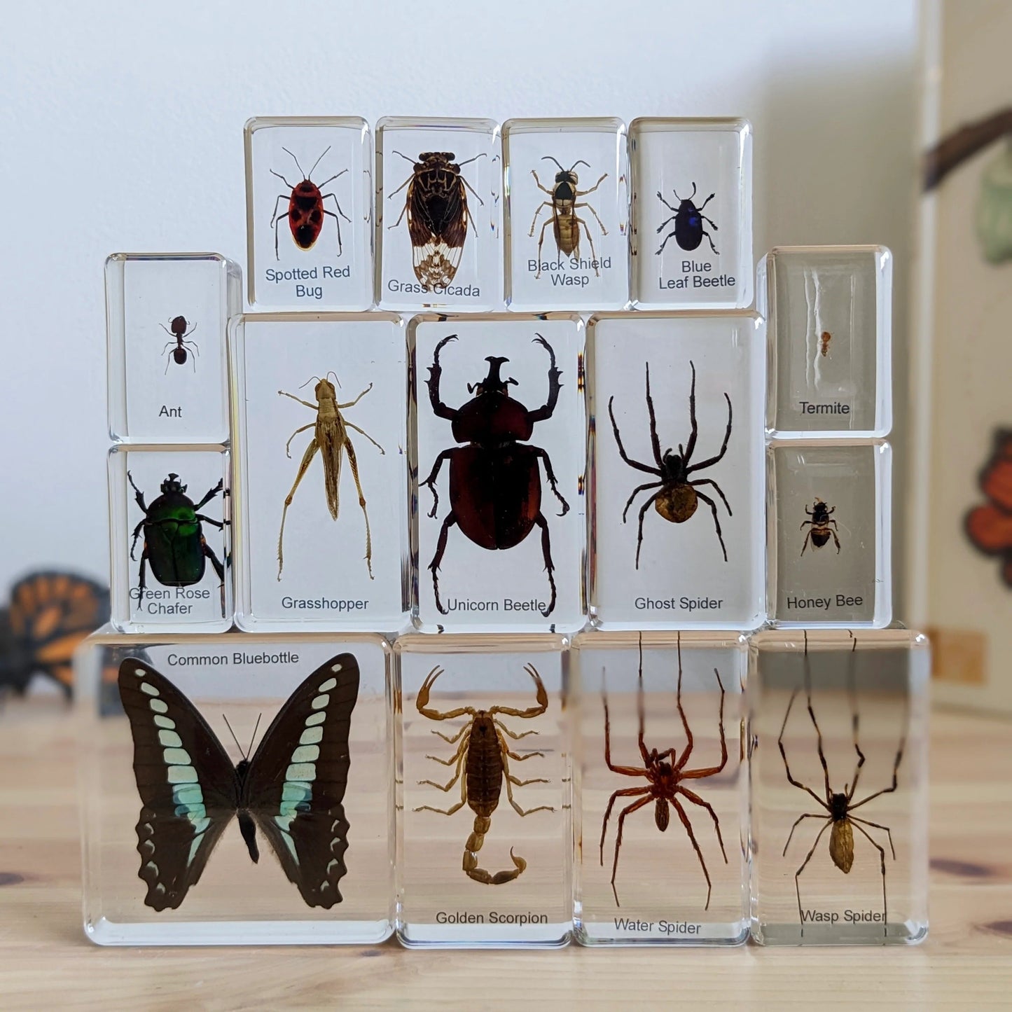 HiveCycle – Zestaw okazów cyklu życia pszczoły miodnej dla dzieci w wieku 4+ lat – uczy biologii, sekwencji i insektologii w zabawny sposób