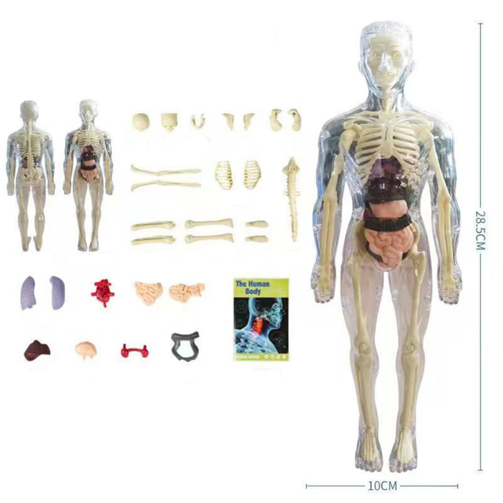 SmartTorso – anatomiczny model ciała człowieka