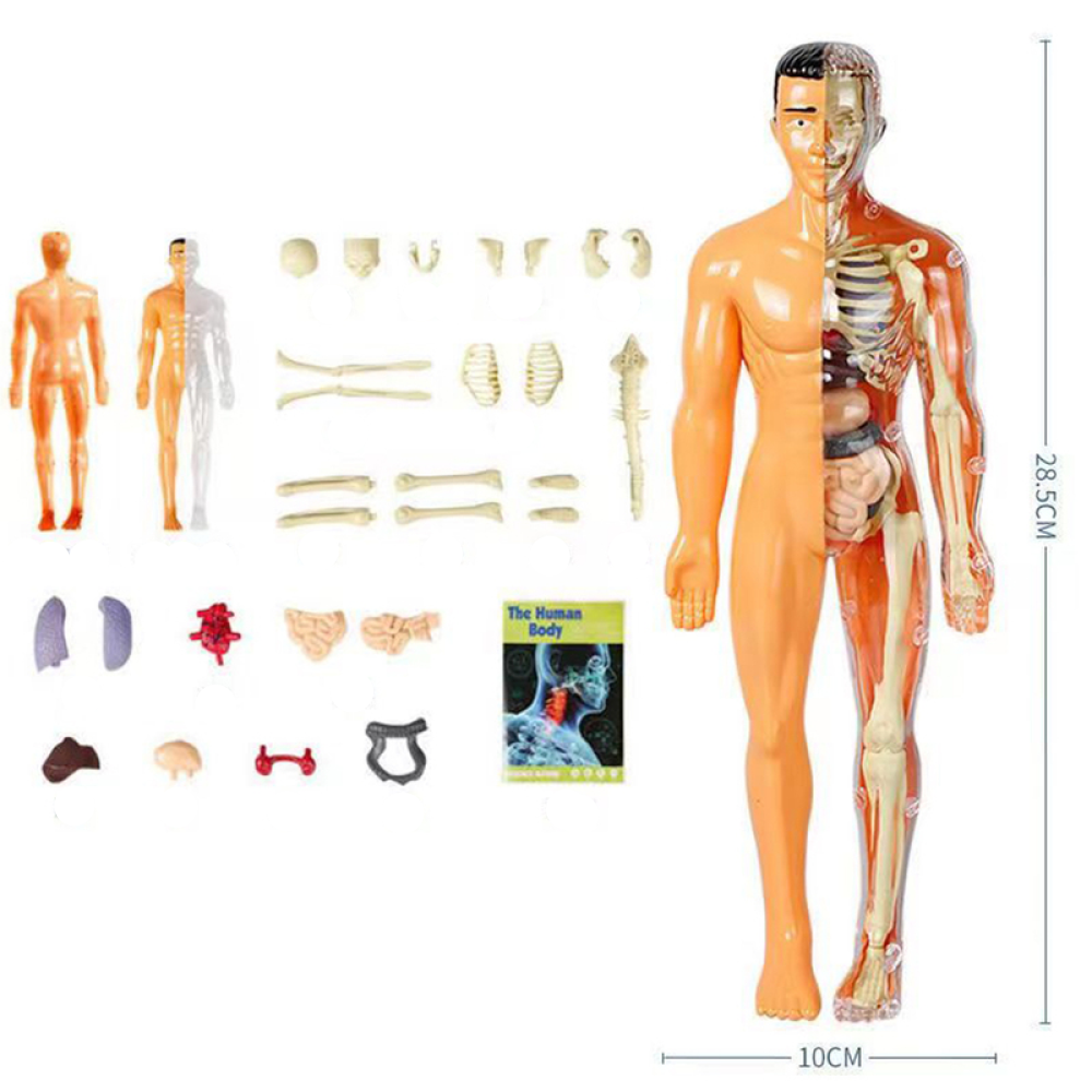 SmartTorso – anatomiczny model ciała człowieka