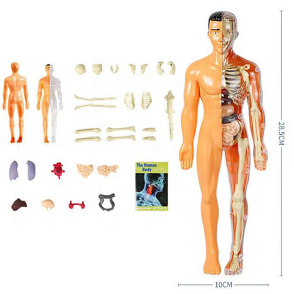 SmartTorso – anatomiczny model ciała człowieka