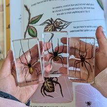 HiveCycle – Zestaw okazów cyklu życia pszczoły miodnej dla dzieci w wieku 4+ lat – uczy biologii, sekwencji i insektologii w zabawny sposób