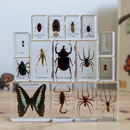 HiveCycle – Zestaw okazów cyklu życia pszczoły miodnej dla dzieci w wieku 4+ lat – uczy biologii, sekwencji i insektologii w zabawny sposób