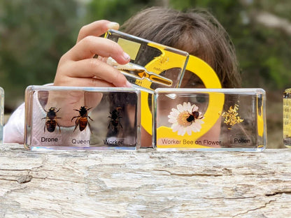HiveCycle – Zestaw okazów cyklu życia pszczoły miodnej dla dzieci w wieku 4+ lat – uczy biologii, sekwencji i insektologii w zabawny sposób