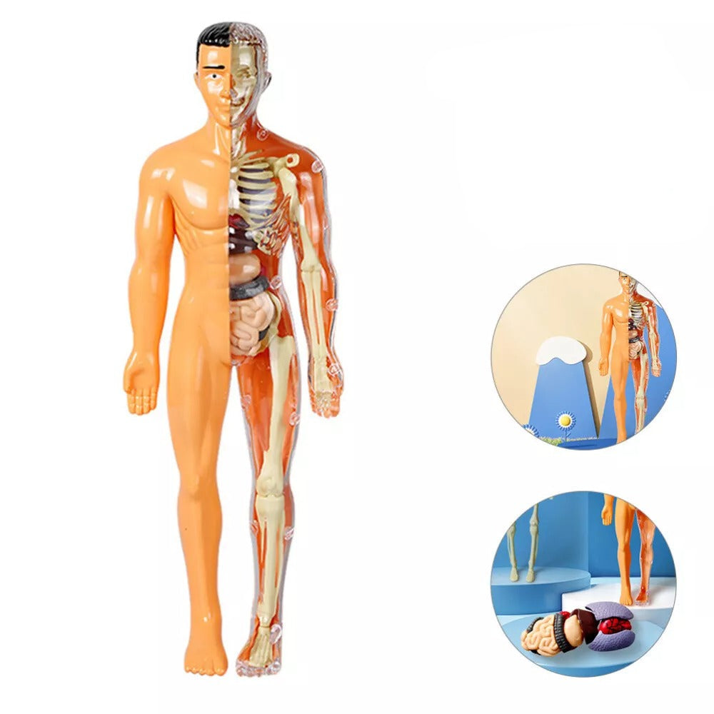 SmartTorso – anatomiczny model ciała człowieka